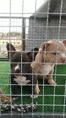 Que orelha grande vc tem....              #americanbully #americanbullytiktok #ebkcanil #dogslover #babybully