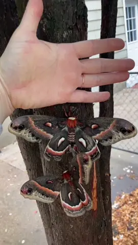 Cecropia moths: the largest moths in North America. Frighteningly beautiful. #moths #butterflies #monarchs #nightmares