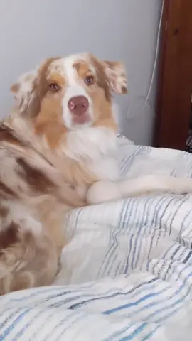 Tell me your dog is predictable without actually telling me your dog is predictable 😜 #fyp #aussiesdoingthings #australianshepherd