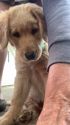 Large and in charge. #trend #dogoftikok #goldenretrieverlife #foryou #fyp #flaggedforshowingdogjunk
