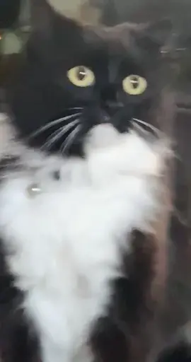 my friend sent me this. the cat looks so confused 🤣😭 #fyp #funny #catsoftiktok #singing