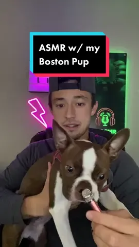 @tobythegentleman I have a Boston as well!!! ASMR with my Boston pup Cooper 🐶 #asmr #ASMR #fastasmr #asmrvideo @myasmrapp