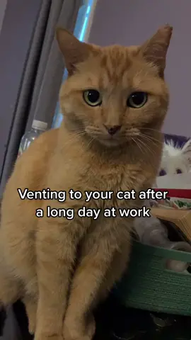 #catlover #cat #catsoftiktok #fyp #vettech