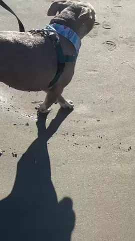 Shake it off! #pitbullsoftiktok #dogsoftiktok #beach #beachdog #pitbulls #dogs