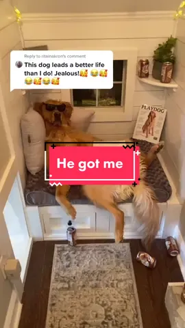 Reply to @ritainakron Caught my dog drunk again, but can’t do anything about it...#fyp #foryou #dog #dogs #dogsoftiktok #goldenretriever #busch #doggy