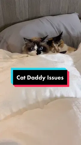Oops.. #fyp #foryou #foryoupage #catsoftiktok #WrongDoor