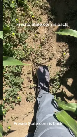 I could use some of this Corn-tine. #fresnostatecorn is back! Get y-ears Monday! #fresno #fresnostate #corn #ag #viral #tiktok #college @fresno_state