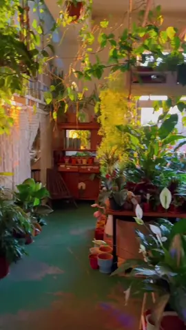 Если вы из СПб забегайте в гости 🙌🏼🌿💚 #шоурумрастений #уходзарастениями #комнатныерастения #urbanjungle #plants #растения #закат