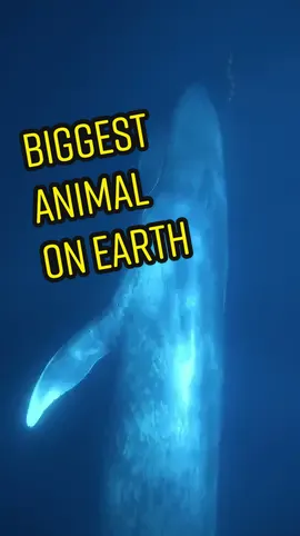 Blue whale 💙 #blue #whale #giant #peaceful #underwater #ocean #animal #wild #wildlife #nature #viral #trending #adventure #nofear #risk #fun #fyp #fy