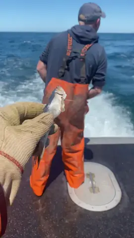 Was gonna drop it down his pants but he turned around, so I went for the scare instead! 😂 @valdyclapz #scarepranks #fishing #pranksatwork #lobsters
