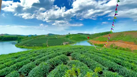 Các bạn đã đến đây chưa🍃. Đồi chè Thanh Chương-NghệAn #đảochethanhchuong #CapCut #fyp #dulich #thanhchuongnghean37 #thanhchuong37e1
