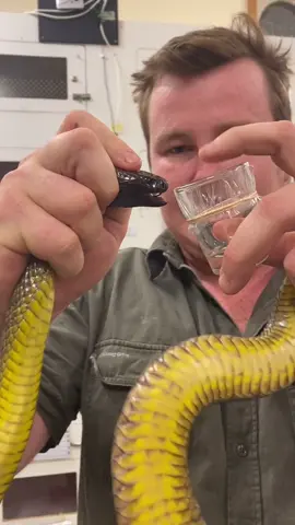 Milking the worlds most TOXIC snake! 🐍 #snake #notyourex #inlandtaipan #australia