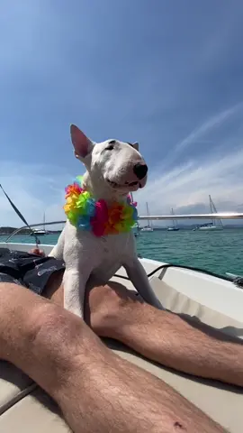 Ambiance tropicale 🏝 🐠 💦 #nino #ninobullterrier #bullterrier #rilletteetnino