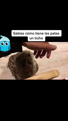 #buho #fy #foryou #viral #followers