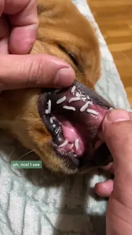 vet says it’s good for an upset tum, but that’s probably only if it actually makes it past his lips? #goldenretriever #puppy #dog