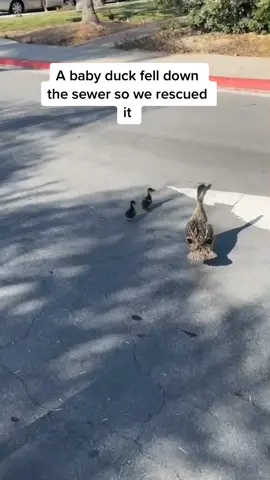 Poor baby duck 😭 #fyp #foryou #babyduck #duck #rescue #viral #cute #HoldMyMilk