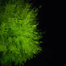 Rains gives you the light in the dark.! #pakistan #rain #music