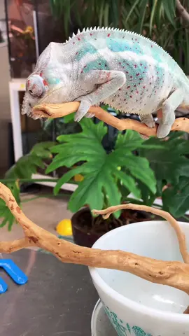 White chameleon #reptilesoftiktok #chameleons #chameleonsofticktock #exoticpets #petstiktok #lizardsoftiktok #natureismetal #insectsoftiktok