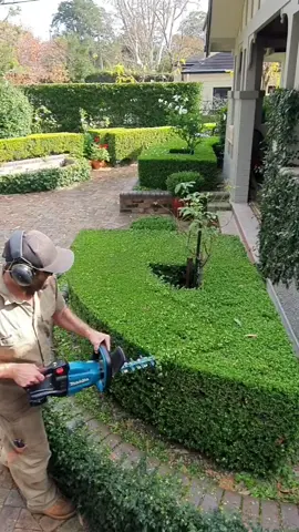 Speed hedging.. #hedging #hedgetok #sydneytiktok #gardentok #gardening #foryoupage #satisfyingvideos #oddlysatisfying #blowthisup #foryou #work #buxus