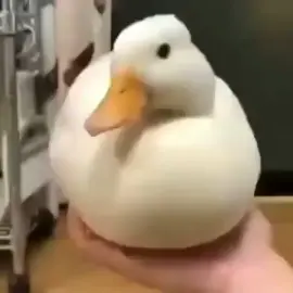 quack. #duck #quack #vanish #memes