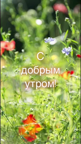 #сдобрымутром #пожеланиясдобрымутром #хорошегодня #отличногонастроения
