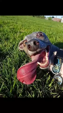 #прикол #картинки #животныймир #прикольныеживотные #подборка #фото#смешныефотографии #юмор #лучшее