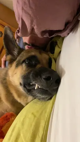 Not hap about the weather today #raingoaway #gsd #germanshepherd #doggo