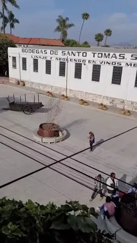 BODEGAS SANTO TOMÁS ... #ensenada