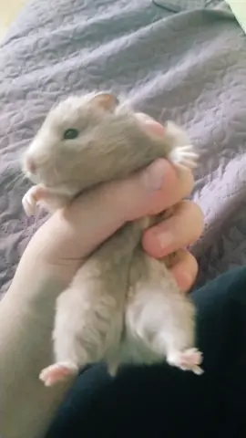 #HamsterLovesWavin