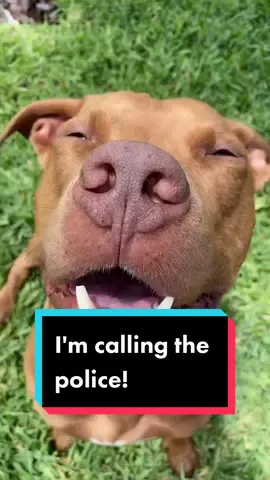 #dogsoftiktok #dogsvideo #humor #fyp #foryou #pitbull