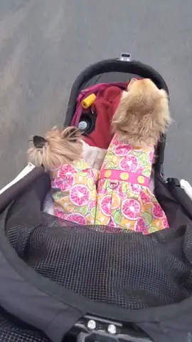 Meet my Crew at www.eddieonwheels.com #dogsonwheels  #Summer #foryoupride #fyp @spencebruiser