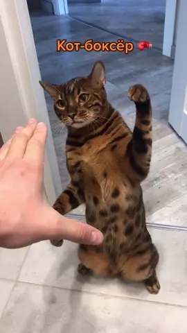 Ставим удар коту#котидиот #котик #кот #котэ #бенгальскаякошка #бенгальскийкот #котопёс #бенгал #коте #котята #котбоксер