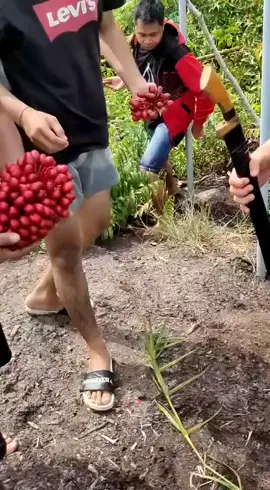 fyp ga nih #hutankalimantan #fyp@ammarudin63