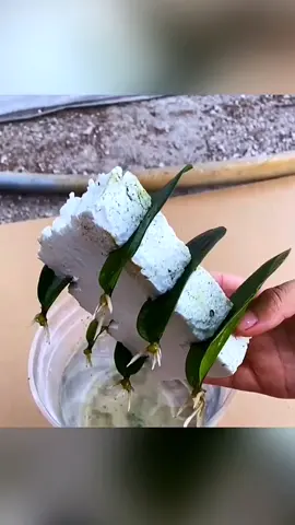 The leaves of many plants can also be cut#plants #gardening #garden