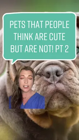 Flat faced dogs really suffer for their looks and we have to talk about it. And this only covers a few of their issues! #catthevet #pugs