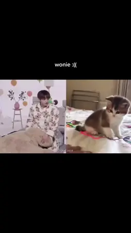 i love how engenes always compere him to kittens it's so cute😭 #jungwon #enhypen #wonieluvly #kpop #kpopfyp #fypシ #누가정원이지
