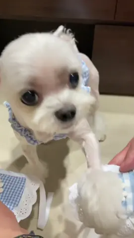 #dogsoftiktok #dogs #puppy #fypシ #fyp #outfit I choose my summer outfit😎