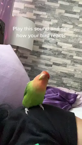 She was confused lmao                         #pets #birdsoftiktok #fyp #lovebird