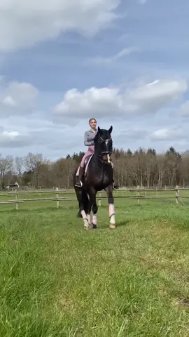 Look at him 🤩 IG: annchen.augustine 💖 #fy #foryou #equestrian