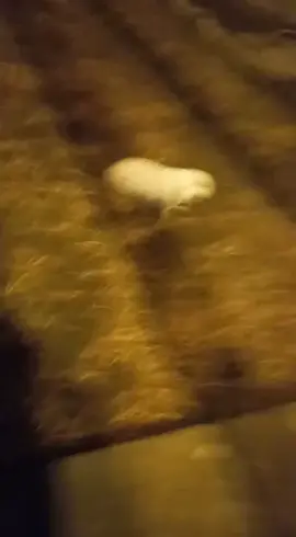 para los q lo pidieron si la carita