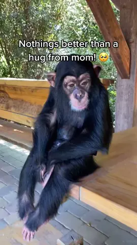 He’s little run 🥺 #babychimp