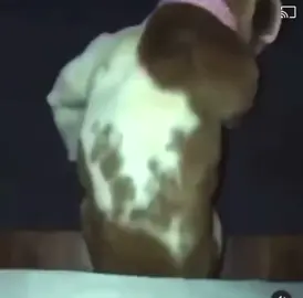 #wockesha #wockeshachallenge #moneybaggyo #bully #dog #twerking