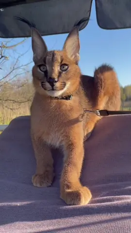 The amazing creature ❤️ #caracal #каракал #floppa #tiktokcats #petlover #котик #котенок #cute #catlovers #wildcat #bigcat #пэт_друг #catsoftiktok