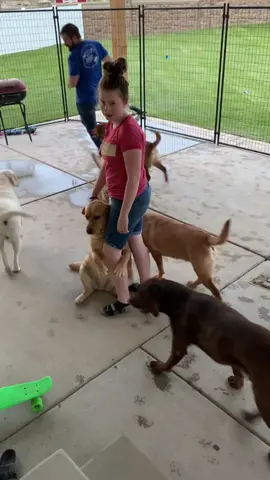 When you REALLY DON’T want to run 😂 #idontwantto #dontmakeme #bartonlabs #bartonlabradors #englishlabrador #utahdogs