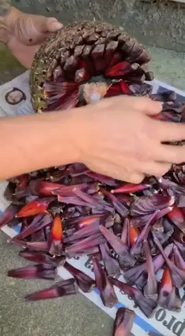 #Pinha #Pinhão #serracatarinense