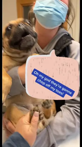 Just trying to do a simple nail trim 😂 #veterinarianofbillings #dramatic #vetsoftiktok #nailtriming #frenchie #vettechtok #weloveher