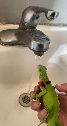 Why do I feel like Chevy understands 🤔 #iguana #smartiguana #cute #greeniguana #babyiguana #drinking #water #fyp #iguanamama #fypシ #pet #leash #lizar
