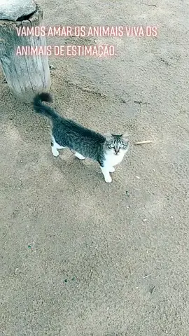 as coisas que Deus faz e com muito amor que animal mas lindo que Deus ama.. #casalnota1000  Instagram Marlenesantos5137