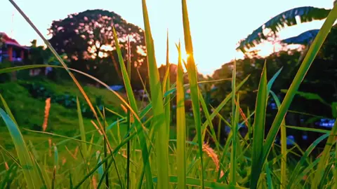 Pampagaan ng loob mga idol.🥰❤hope you like it😘#fy#fyp#foryou#foryoupage#trending#tiktok#slowmo#cinematics#aesthetic#viral#nature#videography#video