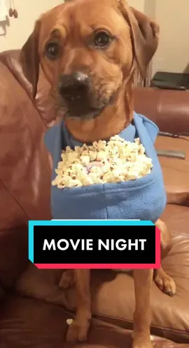 Just a good boy hoping for movie suggestions? 🥺🍿#cutedog #dogsoftiktok #funnydog #asmr